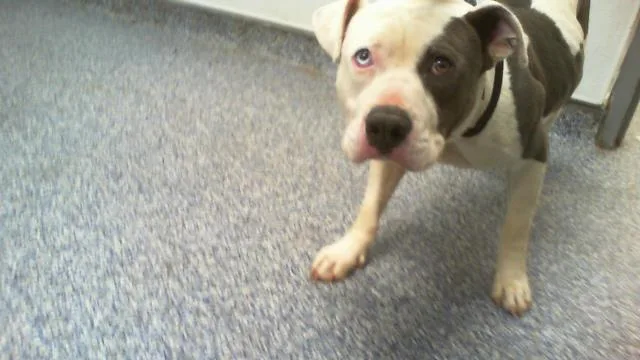 An adult medium-sized male Pit Bull Terrier dog named Percy for adoption in Charlotte, NC