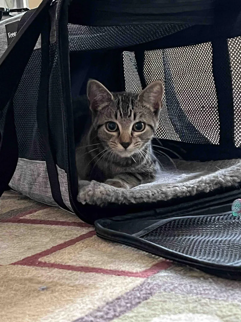 A baby medium-sized female Tabby cat named Leta for adoption in Buford, GA