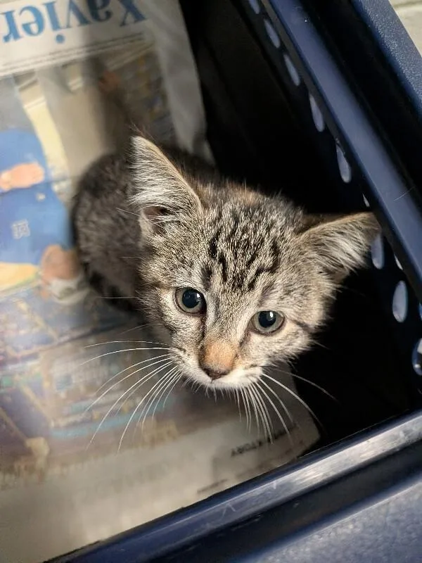 A young small-sized female Tabby (Brown / Chocolate) Domestic Short Hair cat named Churu for adoption in Cincinnati, OH