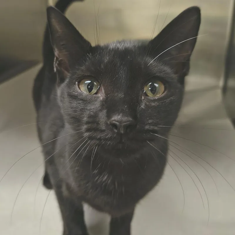 A young small-sized female Black Domestic Short Hair cat named Aang for adoption in East Hampton, NY