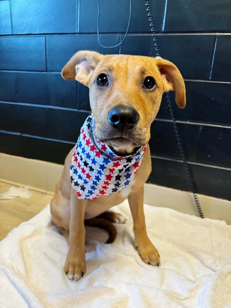 A baby large-sized female Mixed Breed dog named Botox for adoption in Effingham, IL