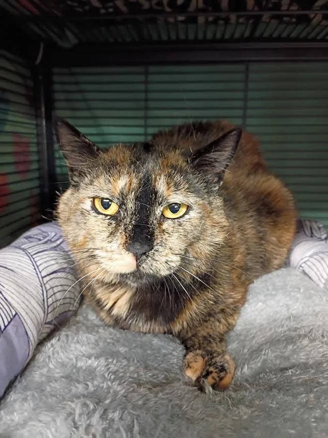 An adult medium-sized female Tortoiseshell cat named Mimikyu for adoption in New Windsor, NY