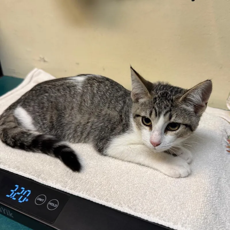 A baby small-sized female Brown / Chocolate Domestic Short Hair cat named Purrsephone for adoption in Pasadena, CA