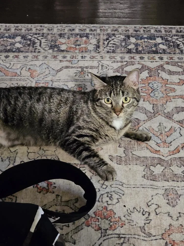 An adult medium-sized female Tabby cat named Pandora Suits for adoption in Dallas, TX