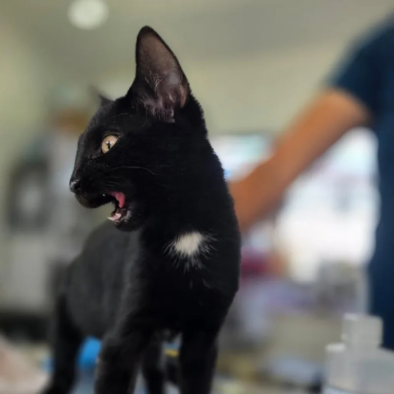 A baby small-sized male Black Domestic Short Hair cat named Andy for adoption in Chapel Hill, NC