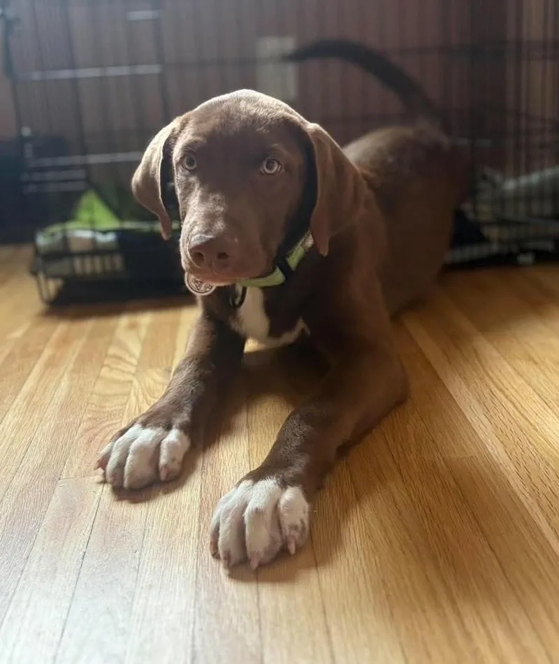 A baby large-sized male Tricolor (Brown, Black, & White) Mixed Breed dog named Socks for adoption in Alden, NY