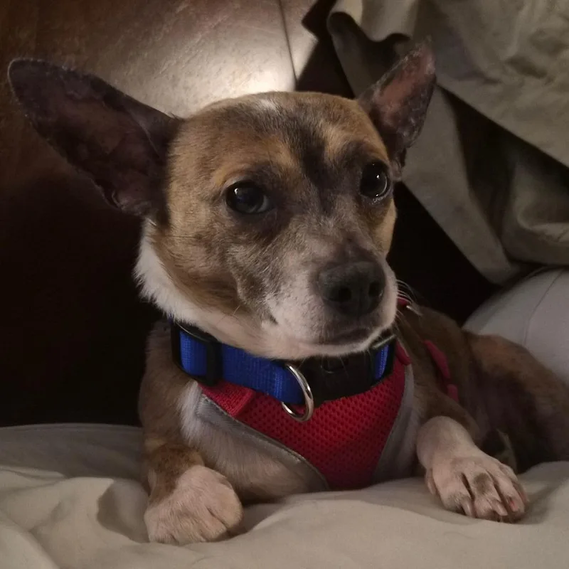 A senior small-sized male Chihuahua dog named Rusty for adoption in Portage, MI