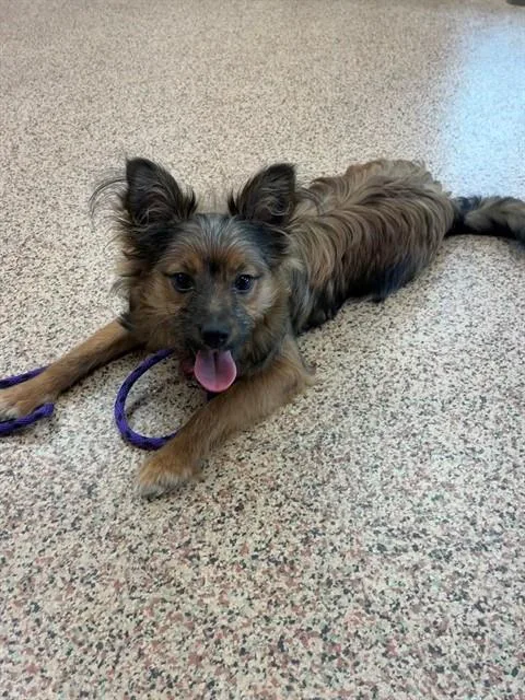 A young medium-sized male Chihuahua dog named Kent for adoption in Springfield, MA