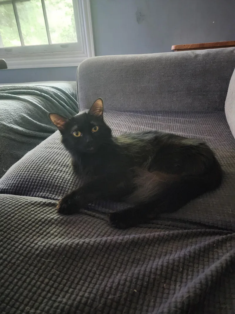 An adult medium-sized female Domestic Long Hair cat named Stevie Nicks for adoption in Crystal Lake, IL