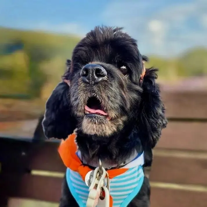 An adult small-sized female Black Cocker Spaniel dog named Dory for adoption in Sherman Oaks, CA