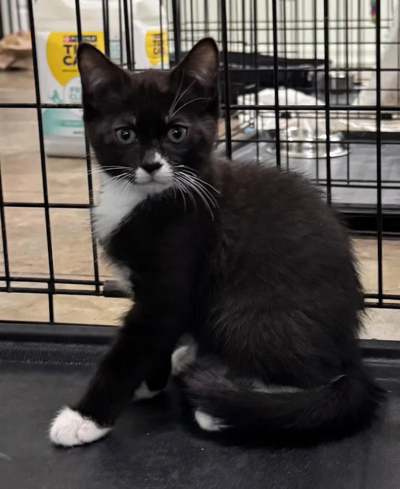 A baby medium-sized male Black & White / Tuxedo Domestic Short Hair cat named Travis for adoption in Oviedo, FL