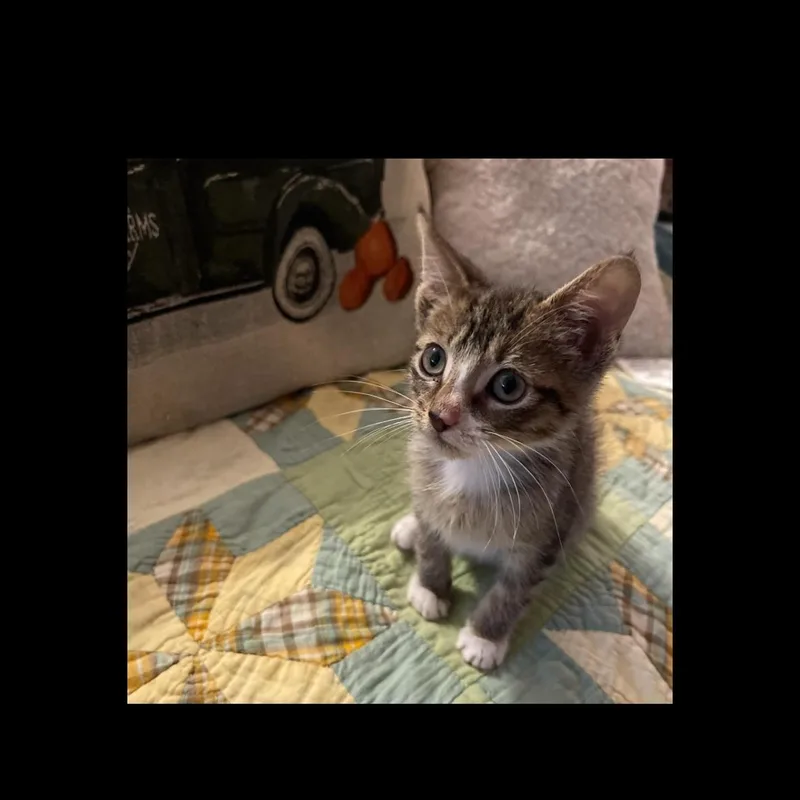 Hayden & Olive BONDED thumbnail 3