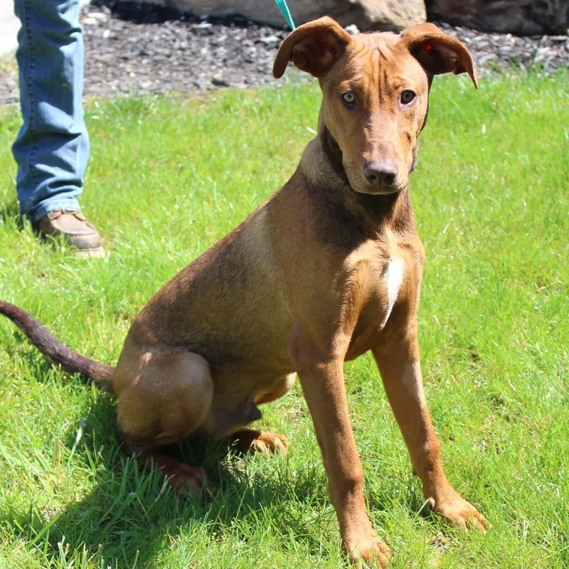 A baby medium-sized male Brown / Chocolate Doberman Pinscher dog named Doblin for adoption in Eaton, OH