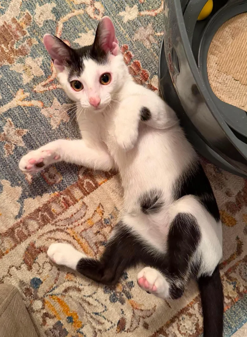 A baby medium-sized male Black & White / Tuxedo American Shorthair cat named Domino for adoption in San Antonio, TX