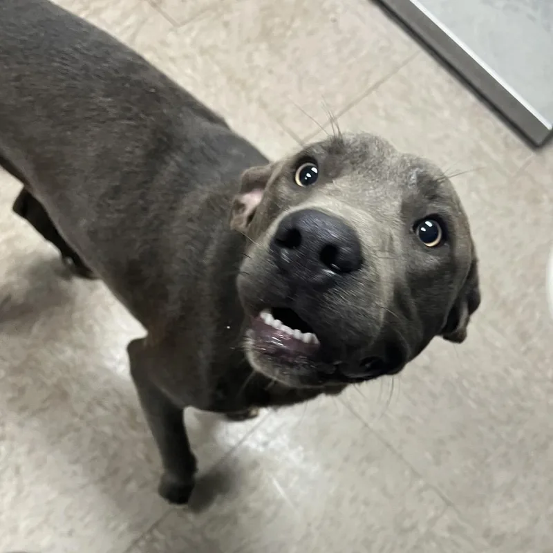 A young medium-sized male Gray / Blue / Silver Labrador Retriever dog named Bagel for adoption in Birmingham, AL