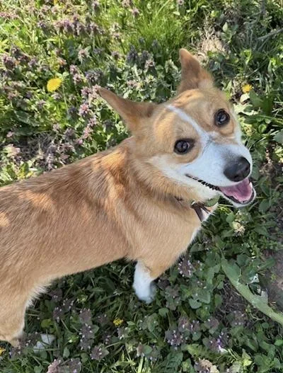 Cococ Chanel thumbnail 3