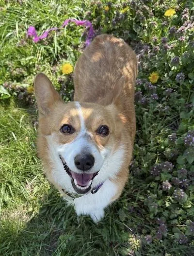 Cococ Chanel thumbnail 4