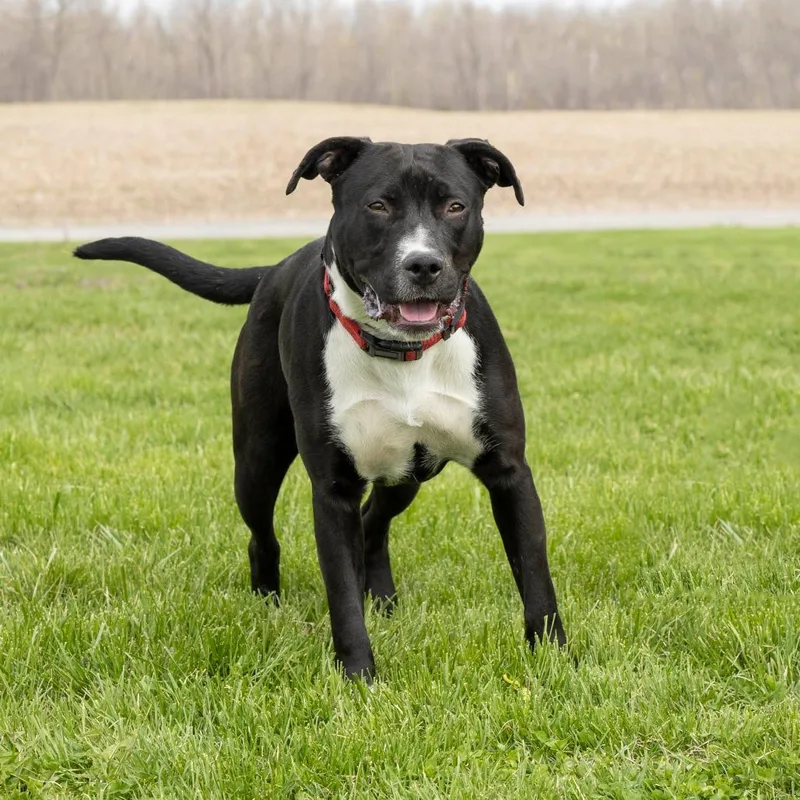 A young medium-sized female Black Mixed Breed dog named Maya for adoption in Troy, IL