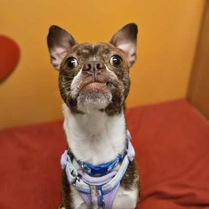 A young small-sized male Brindle Mixed Breed dog named Trucker for adoption in Bellingham, WA