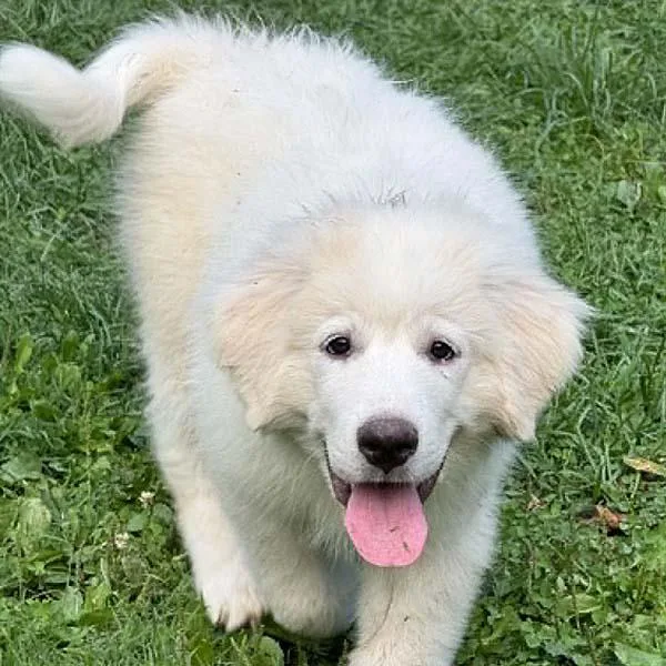 A baby large-sized female White / Cream Great Pyrenees dog named Elsa in OH for adoption in Beacon, NY