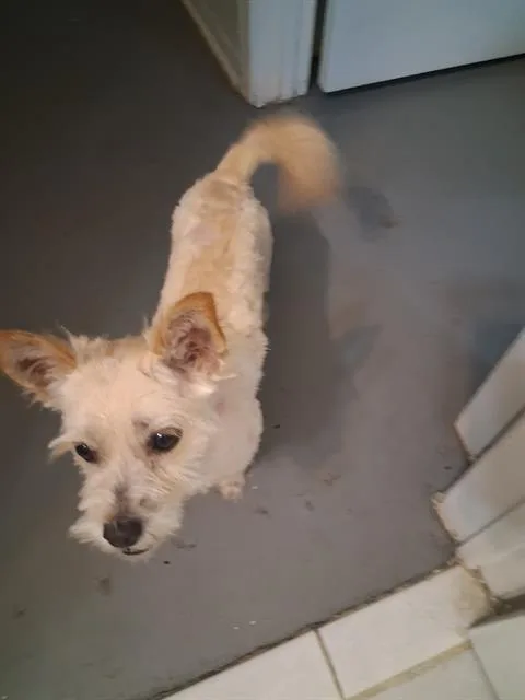 A young small-sized male Scottish Terrier dog named Vanilla Ice for adoption in San Antonio, TX