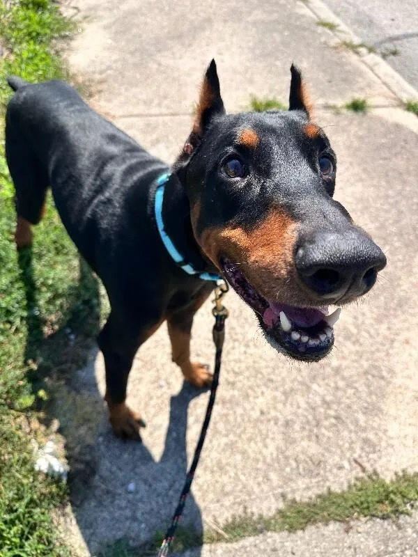 An adult large-sized male Black Doberman Pinscher dog named Thrive for adoption in Cincinnati, OH