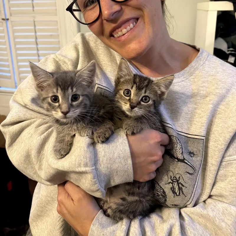 A baby small-sized female Gray / Blue / Silver Domestic Short Hair cat named Meatball for adoption in Medford, NJ