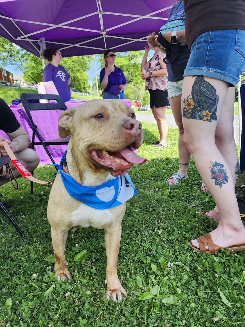 An adult medium-sized female Pit Bull Terrier dog named Jackie for adoption in Glenmoore, PA