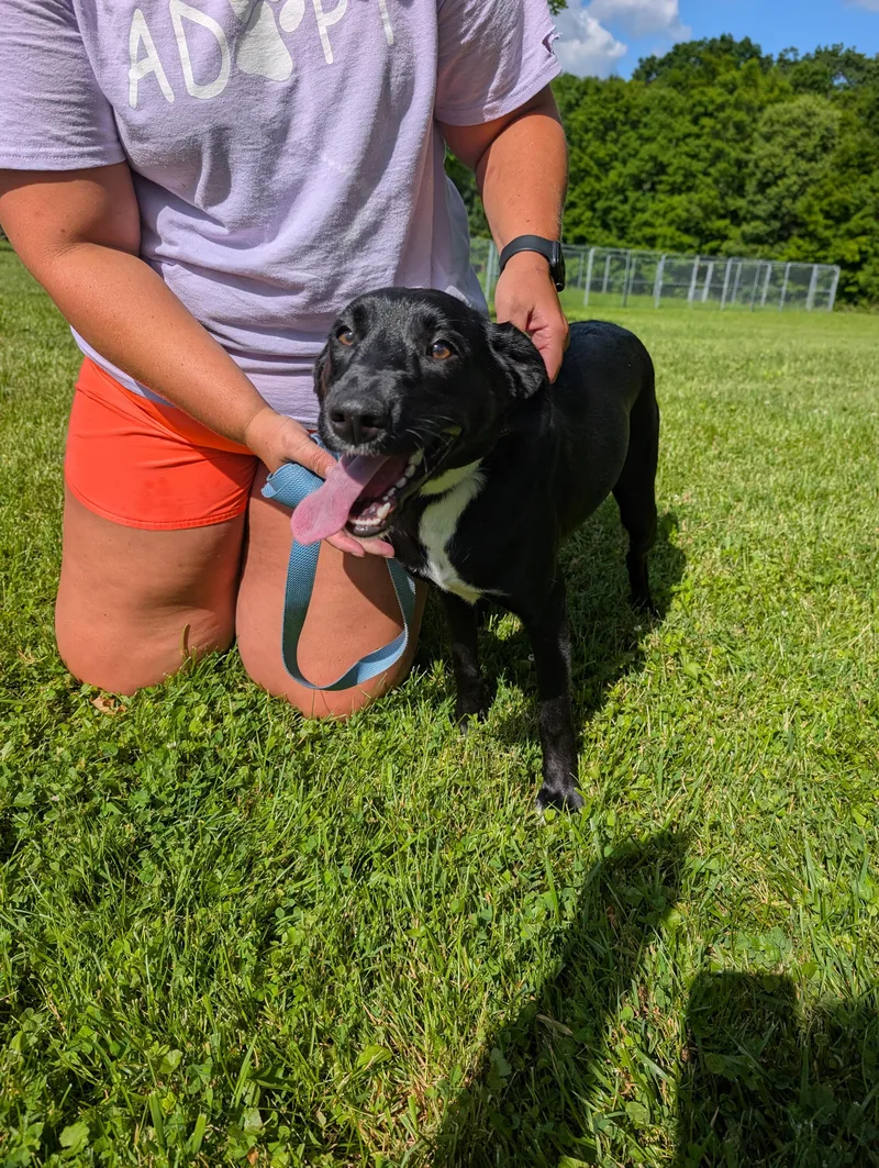 A young medium-sized female Black Labrador Retriever dog named Fern for adoption in Somerset, PA