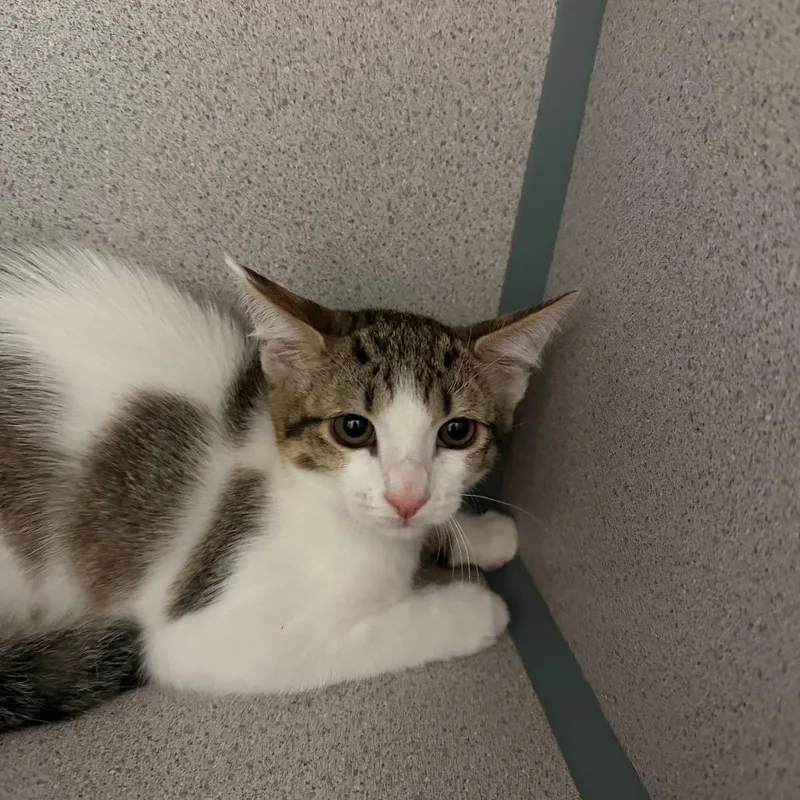 A baby medium-sized male White Domestic Short Hair cat named Peanut for adoption in Port Charlotte, FL