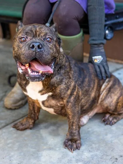 An adult large-sized male Mixed Breed dog named Muppy for adoption in Chamblee, GA