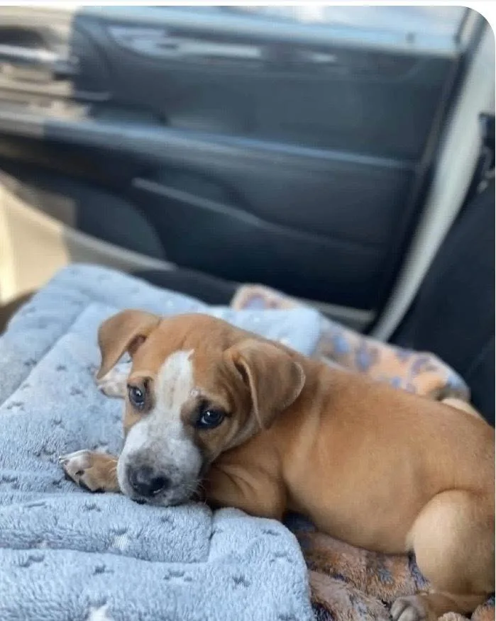 A baby medium-sized female White / Cream Boxer dog named Hazel COMING SOON for adoption in Shawnee Mission, KS