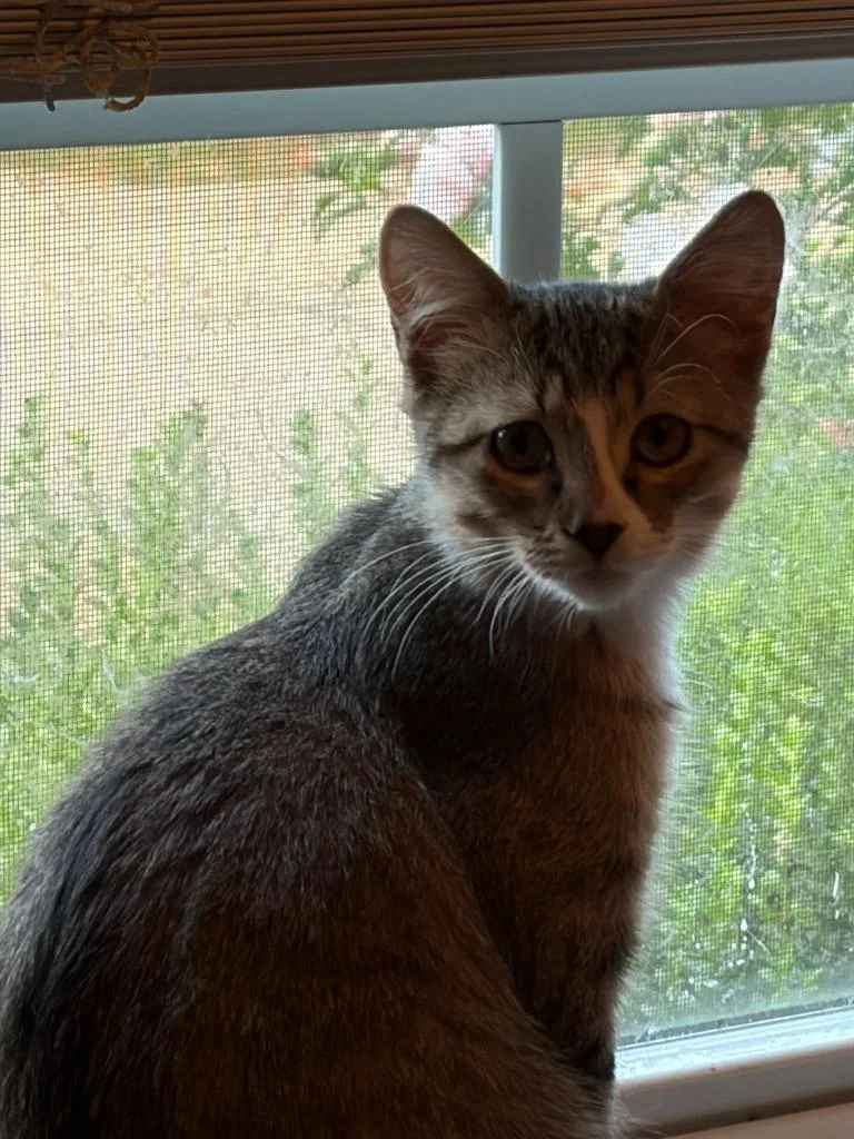 A baby small-sized female Domestic Short Hair cat named Clara for adoption in Ballwin, MO
