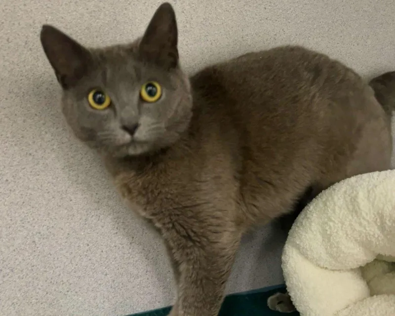 An adult small-sized female Gray / Blue / Silver Domestic Short Hair cat named Eva for adoption in Raleigh, NC