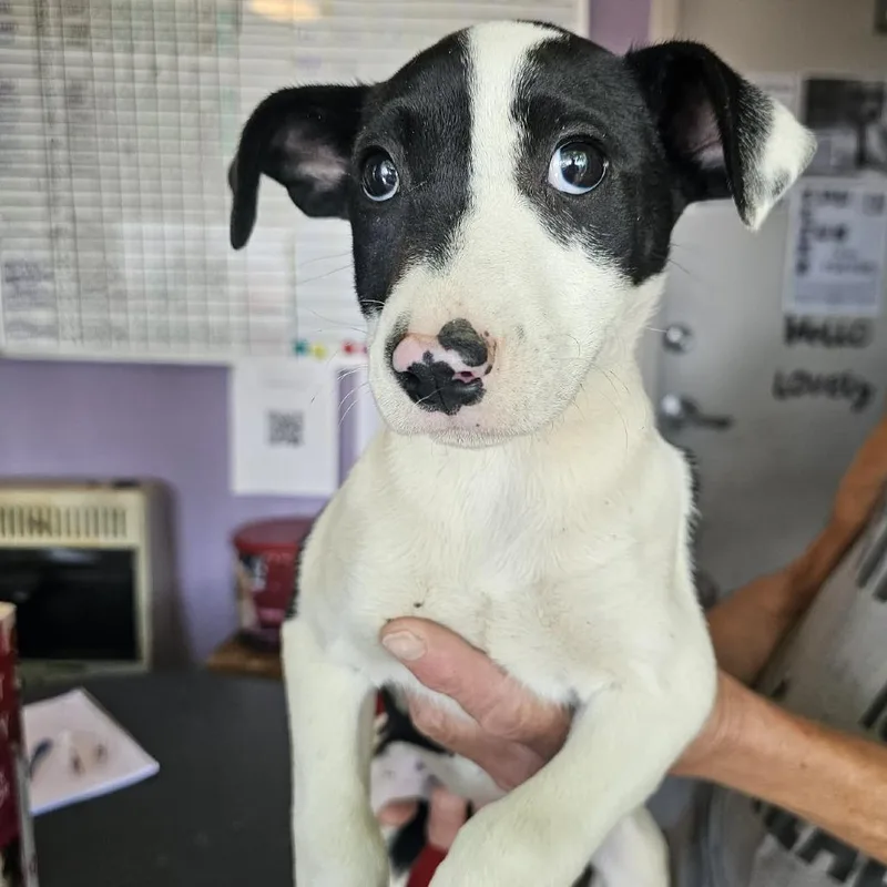 A baby small-sized female White / Cream Mixed Breed dog named Joy for adoption in Pulaski, TN