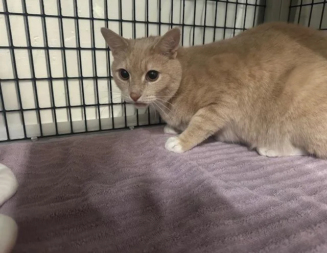 Toffee Nut thumbnail 2