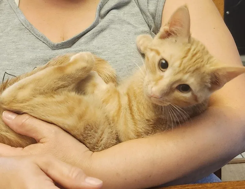 Garfield thumbnail 2