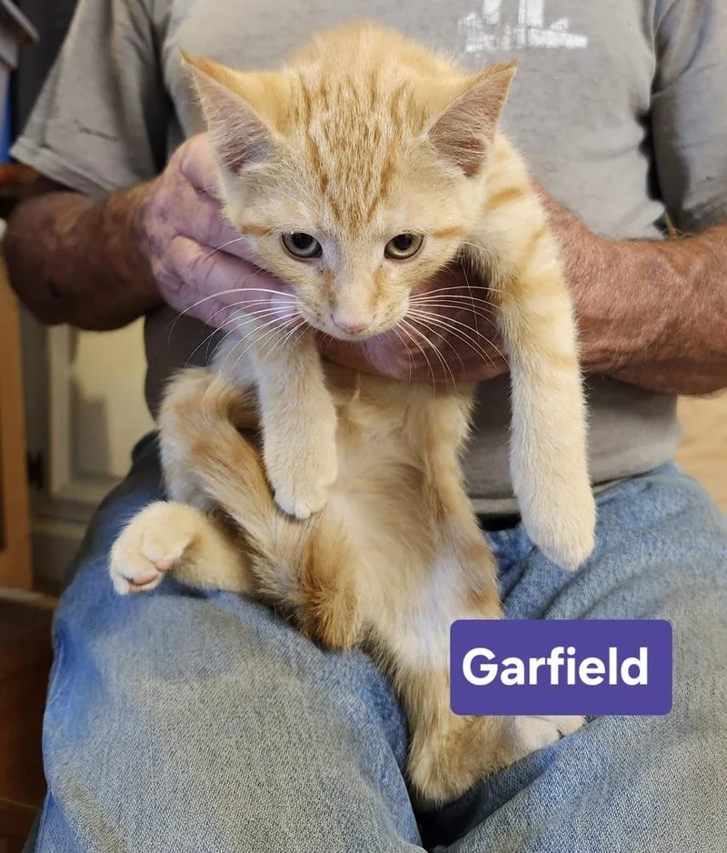 Garfield thumbnail 3