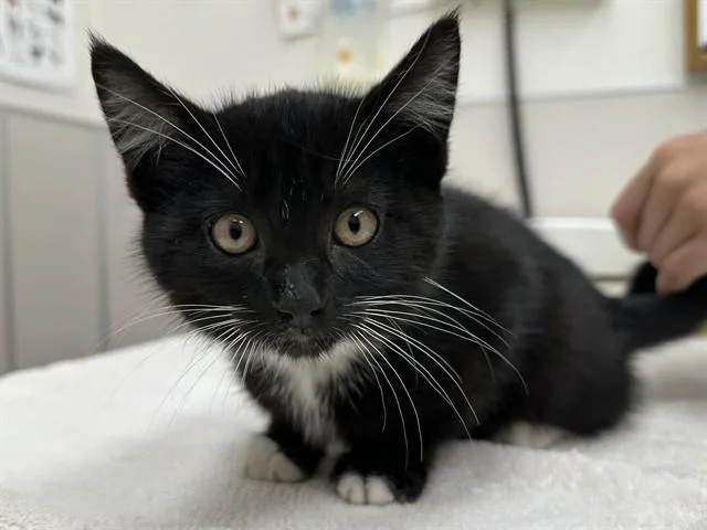 A baby small-sized male Domestic Short Hair cat named Sebastian for adoption in McKinleyville, CA
