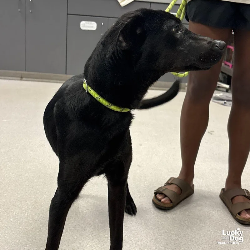 A young medium-sized male Labrador Retriever dog named Milton for adoption in Washington, DC