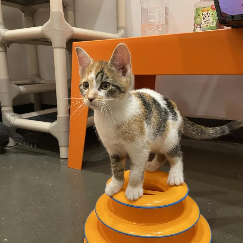 A baby small-sized female Domestic Short Hair cat named Ghost for adoption in Washington Township, OH