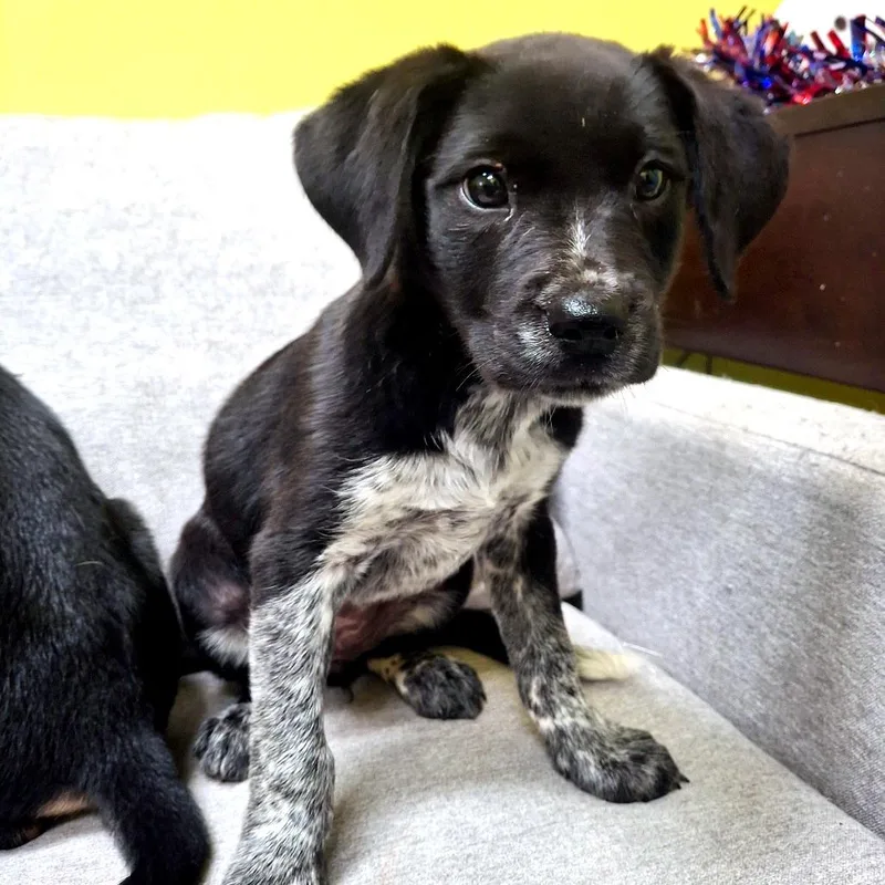 A baby small-sized female Black Australian Cattle Dog / Blue Heeler dog named Harmony for adoption in Sulphur, KY