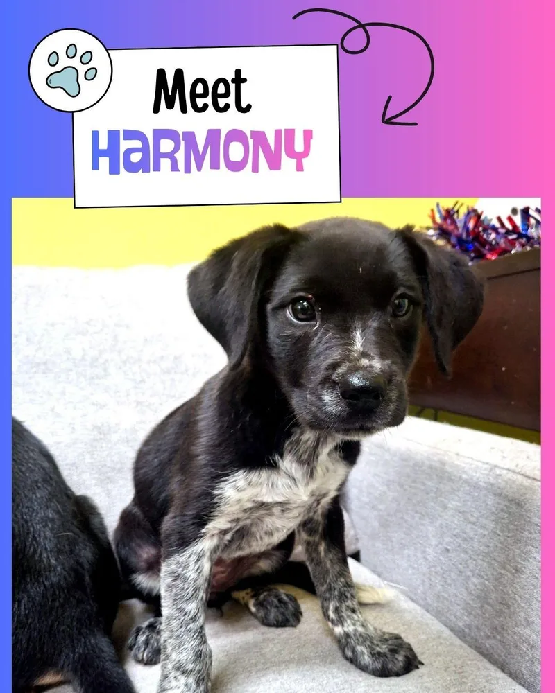 Harmony thumbnail 2