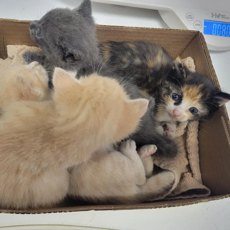 A baby small-sized male Gray / Blue / Silver Domestic Short Hair cat named Champ for adoption in Westminster, CA