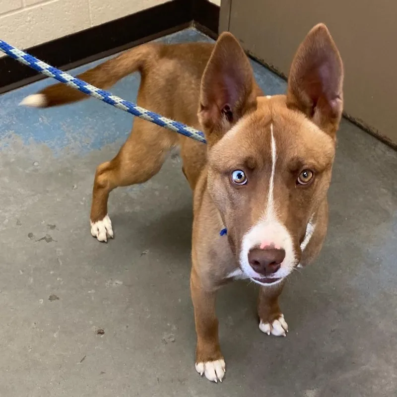 A young medium-sized male Brown / Chocolate Mixed Breed dog named Rumble for adoption in Memphis, TN