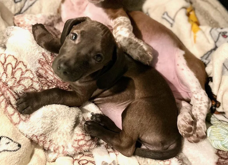 A baby small-sized female Dachshund dog named Ami for adoption in Mechanicsburg, PA