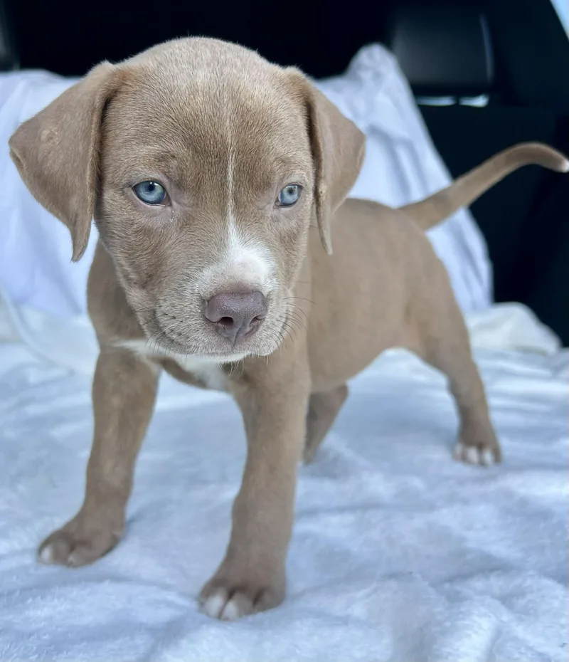 A baby medium-sized male Yellow / Tan / Blond / Fawn Boxer dog named Denali for adoption in Watertown, CT
