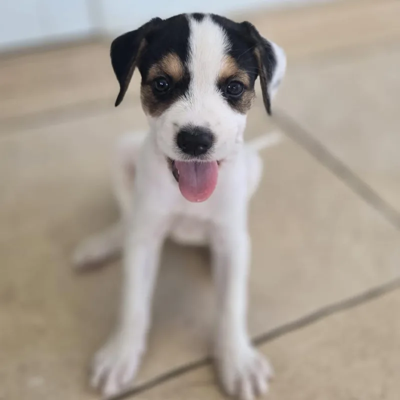 Cerra Pup: Mela