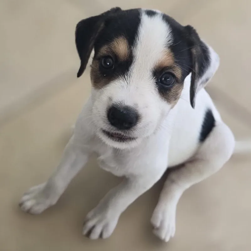 Cerra Pup: Mela thumbnail 5