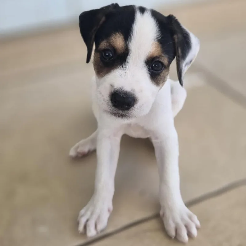 Cerra Pup: Mela thumbnail 6